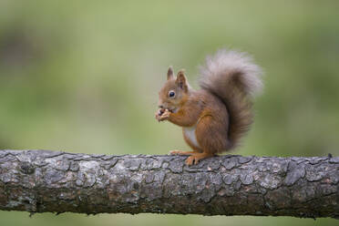 Rotes Eichhörnchen beim Essen - MJOF01752