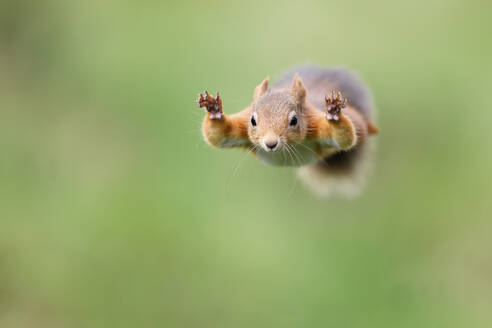 Red Squirrel jumping - MJOF01753