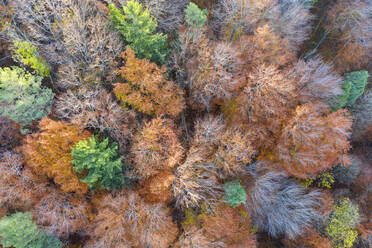 Deutschland, Bayern, Luftaufnahme eines Mischwaldes im Herbst - SIEF09347