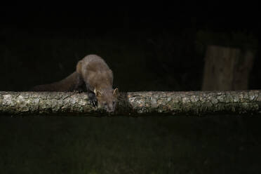 UK, Schottland, Europäischer Baummarder (Martes martes), der nachts auf einen Ast klettert - MJOF01759