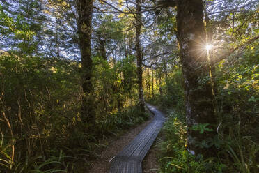 Neuseeland, Boardwalk of Taranaki Falls Spaziergang bei Sonnenuntergang - FOF11300