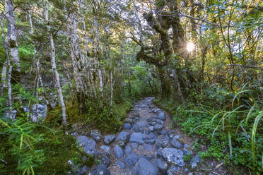 Neuseeland, Felsiger Fußweg der Taranaki Falls Walk bei Sonnenuntergang - FOF11301