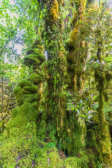 Neuseeland, Grüne, moosbewachsene Bäume im Egmont National Park - FOF11315
