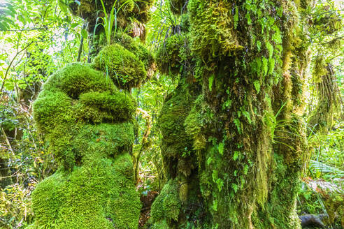 Neuseeland, Grüne, moosbewachsene Bäume im Egmont National Park - FOF11316