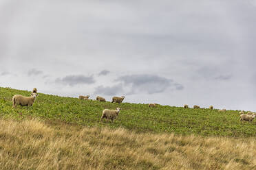 New Zealand, Wellington Region, Castlepoint, Flock of sheep grazing in pasture - FOF11324