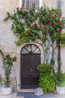 Italien, Provinz Verona, Lazise, Blühende Topfblumen neben der Eingangstür eines Hauses - MHF00514