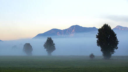 Deutschland, Bayern, Oberbayern, Benediktbeuern, Feld und Bäume im Morgennebel - LHF00767