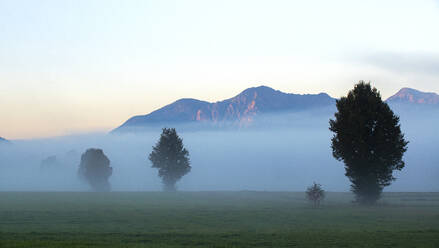 Germany, Bavaria, Upper Bavaria, Benediktbeuern, Field and trees in morning fog - LHF00767