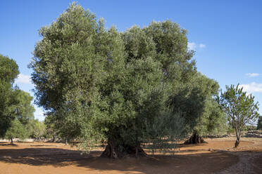 Italien, Provinz Brindisi, Carovigno, Großer grüner Olivenbaum - HLF01211