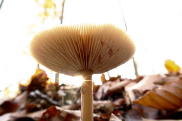 Germany, Saxony, Mushroom in forest - JTF01436