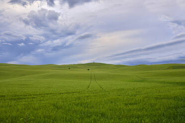 Italy, Tuscany, Orcia Valley, Fields in Spring - LOMF00944