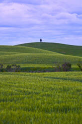 Italien, Toskana, Orcia-Tal, Felder im Frühling - LOMF00946