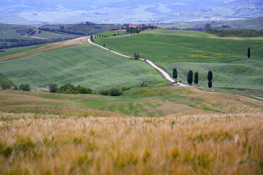 Italien, Toskana, Orcia-Tal, Pienza, Felder und Hügel - LOMF00948