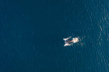 Luftaufnahme eines schwimmenden Delfins in der Adria, Kroatien. - AAEF05728