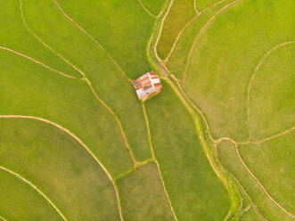 Luftaufnahme der Reisfelder von Luang Prabang, Laos. - AAEF05785