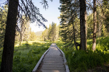 Boardwalk through valley in Northern California forest wetlands - CAVF69481