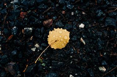 A single yellow leaf on the ground with rain drops on it in fall - CAVF69557