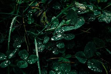 Grüne Blätter mit Regentropfen auf im Wald - CAVF69558