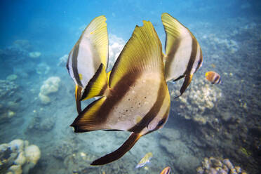 Nahaufnahme von im Meer schwimmenden Schmetterlingsfischen - CAVF69647