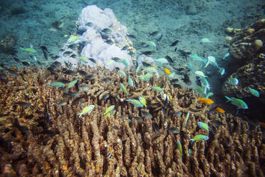 Fische schwimmen über Korallen im Meer - CAVF69649