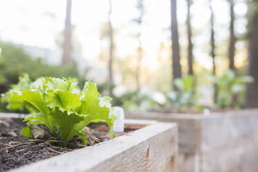 Close-up plants growing outdoors - CAVF69720