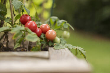 Nahaufnahme von im Freien wachsenden Tomaten - CAVF69722