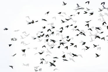Digital composite image of silhouette birds flying with shadows on white background - CAVF69775