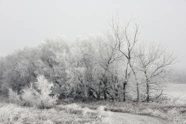 Kahle Bäume auf dem Feld im Winter - CAVF69782