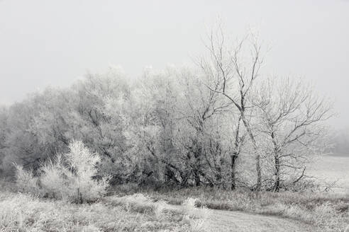 Kahle Bäume auf dem Feld im Winter - CAVF69782