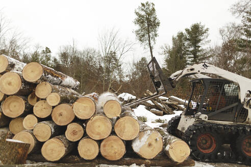 Arbeiter trägt Holz mit Gabelstapler im Wald - CAVF69794