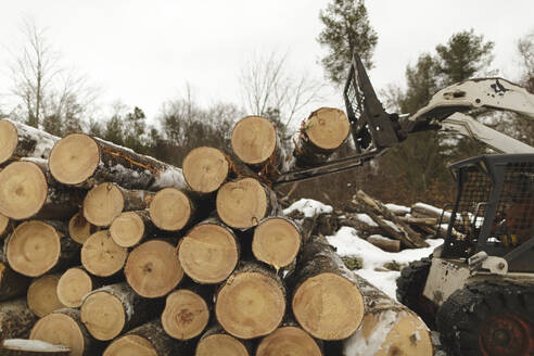 Arbeiter trägt Holz mit Gabelstapler im Wald - CAVF69795