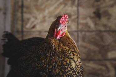 Nahaufnahme eines Huhns im Hühnerstall - CAVF69797