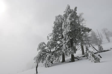 Niedriger Blickwinkel auf Bäume auf schneebedecktem Feld bei nebligem Wetter - CAVF69799