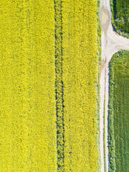 Luftaufnahme einer Landstraße, die ein landwirtschaftliches Feld durchquert, Girona, Spanien. - AAEF05844