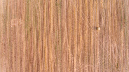 Luftaufnahme eines einzelnen Heus auf einem landwirtschaftlichen Feld, Girona, Spanien. - AAEF05908