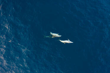 Aerial view of two dolphin swimming at Adriatic sea, Croatia. - AAEF05995