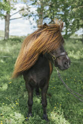 Pony auf der Wiese - JOHF04763