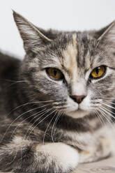 Porträt einer schildpattfarbenen Katze - JOHF04774