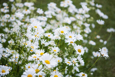 Blühende Gänseblümchen - JOHF04777