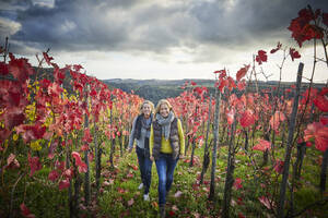 Two mature woman strolling through a vineyard - FMKF06051