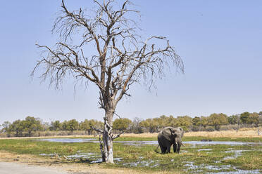 Elefant auf dem Fluss, Khwai, Botswana - VEGF01045