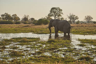 Elefant im Fluss, Khwai, Botswana - VEGF01046