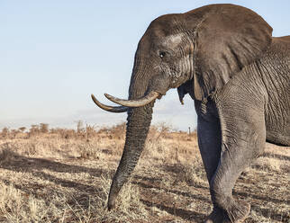 Afrikanischer Elefant mit großen Stoßzähnen im Krüger-Nationalpark, Südafrika - VEGF01074