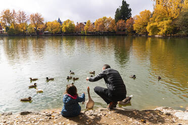 Vater und Tochter füttern Enten am Seeufer - GEMF03322