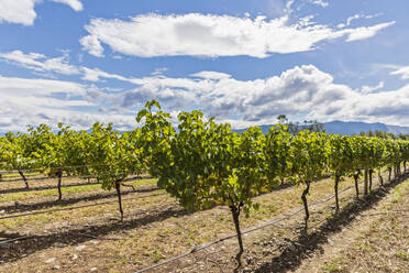 Neuseeland, Region Marlborough, Sauvignon Blanc-Trauben im Weinberg - FOF11342