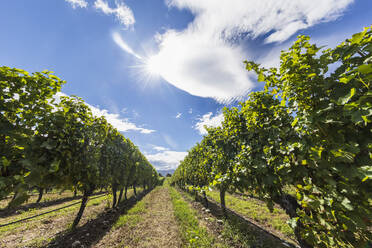 Neuseeland, Region Marlborough, Sonnenschein über dem Sauvignon Blanc Weinberg - FOF11344