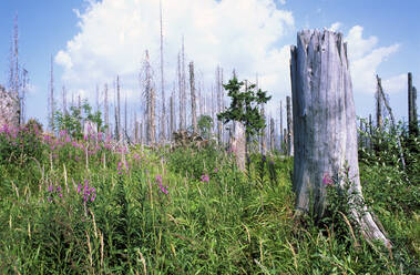 Germany, Bavaria, Tree stump standing in springtime meadow - JMF00466