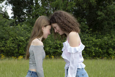Two best friends standing head to head on a meadow - PSTF00502