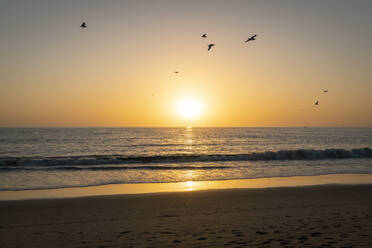 USA, California, Los Angeles, Flock of birds flying over coastal beach of Pacific Ocean at sunset - SEEF00064
