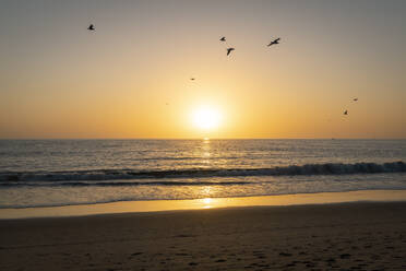 USA, Kalifornien, Los Angeles, Vogelschwarm fliegt über Küstenstrand des Pazifischen Ozeans bei Sonnenuntergang - SEEF00064